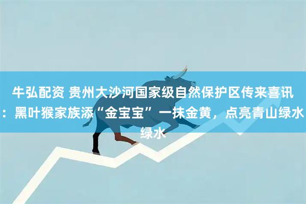 牛弘配资 贵州大沙河国家级自然保护区传来喜讯：黑叶猴家族添“金宝宝” 一抹金黄，点亮青山绿水